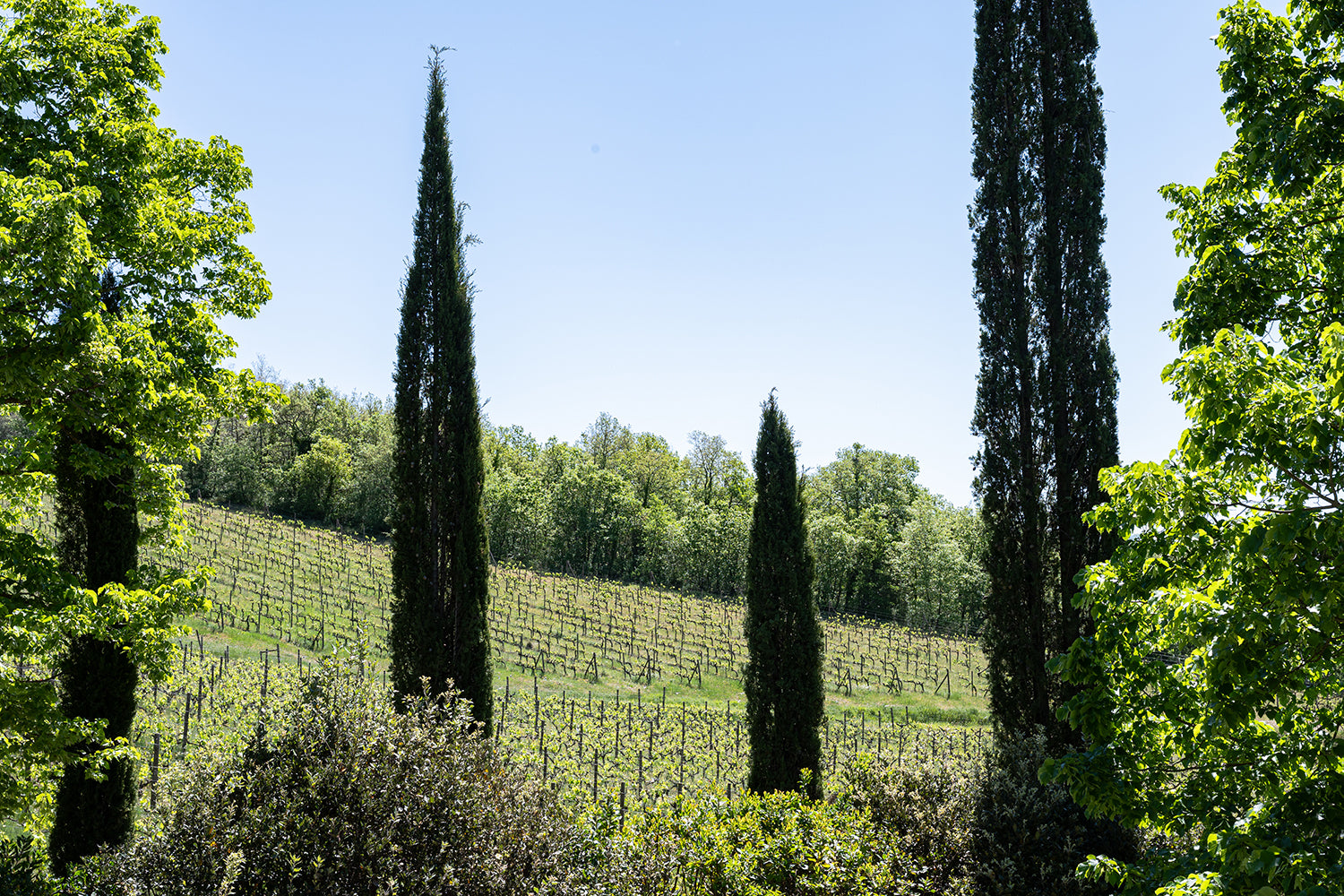 Le Miccine Villa for 6 w/ Pool