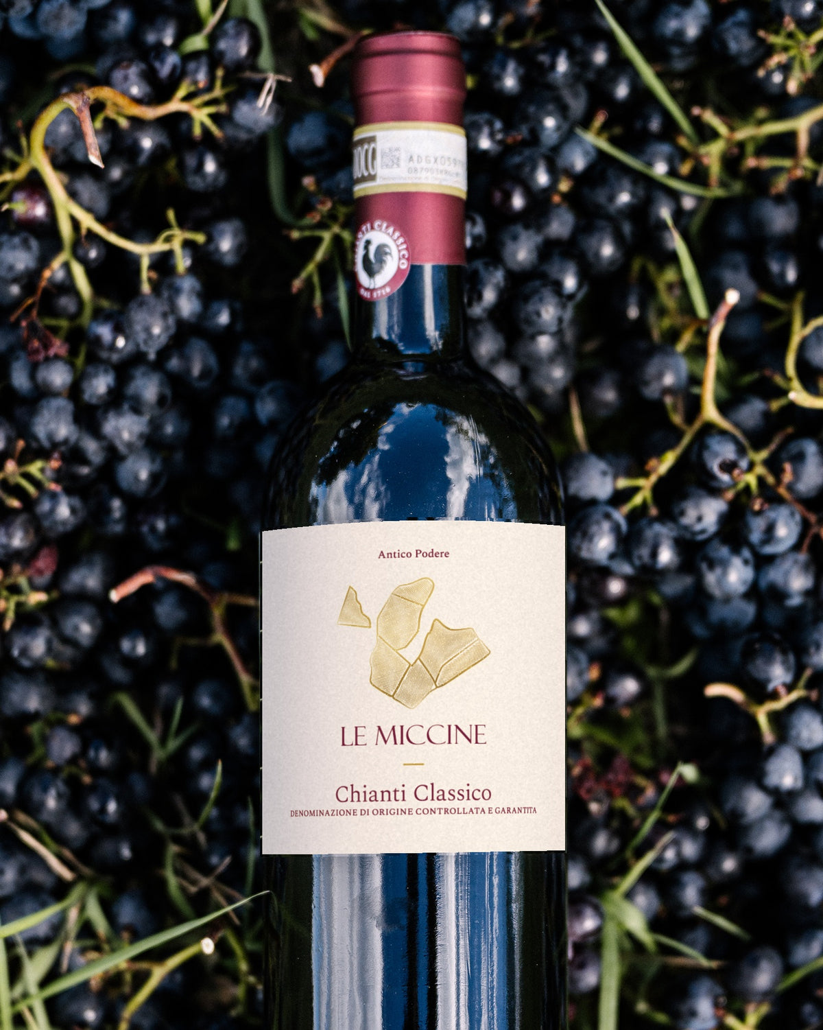 Le Miccine Chianti Classico 2022 on freshly harvested grapes